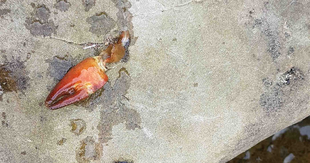 Crayfish Claw 1